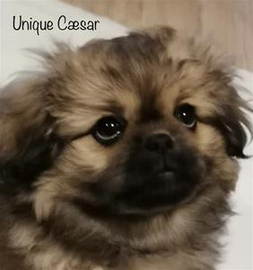 Cæsar