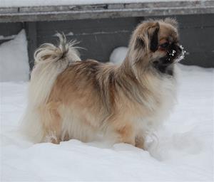 Kayla lek i snøen 057