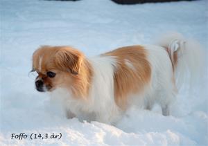Foffo ( 14 år) 21 jan-2012 