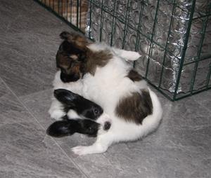 IMG_0016 IMG_0016