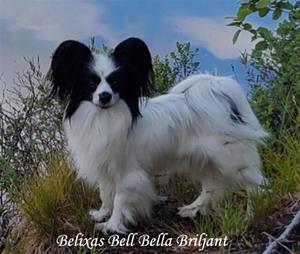 BELLA