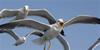 Texel 2014 098