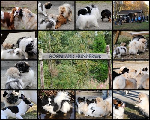 Rogaland hundepark