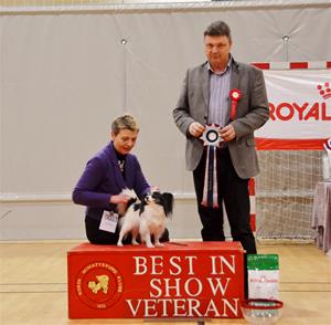 Best In Show Veteran: N Uch NVV-11 Nitayvian’s God I Can Fly 