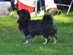 Tempeltibbens valentina valp Tempeltibbens valentina valp