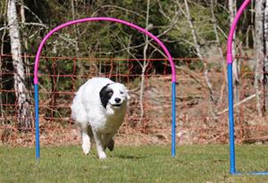 astrid hoop