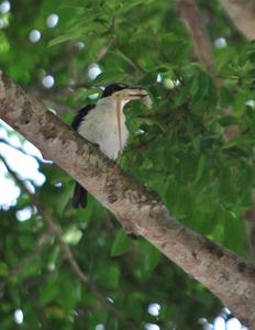 DSC_0610 crop DSC_0610 crop
