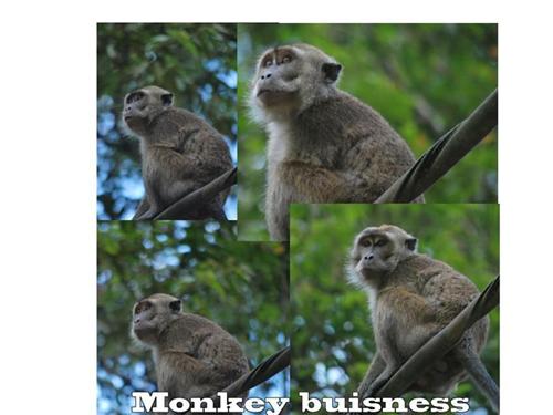 Monkey buisness