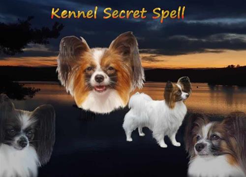 Kennel Secret Spell (Papillon)