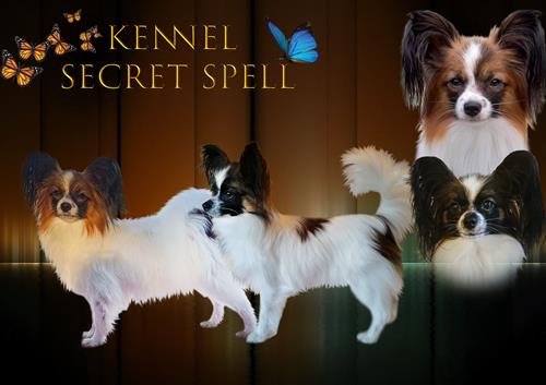 Kennel Secret Spell banner 23 kopi (1)