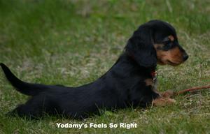 Yodamy's Feels So Right_4