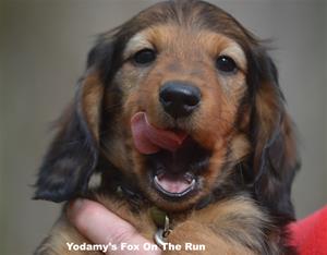 Yodamy's Fox On The Run_9