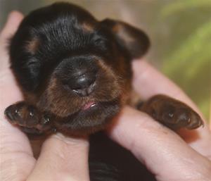 flickan 8 dagar