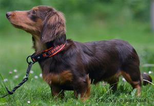 dagny