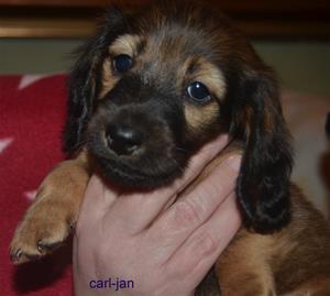 carljan
