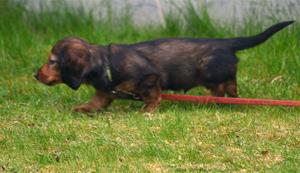 fritz