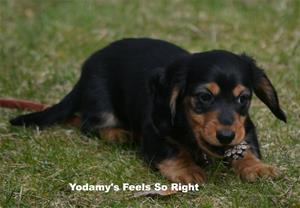 Yodamy's Feels So Right_2