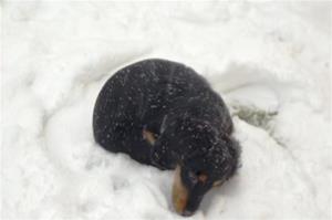 ligga i snön