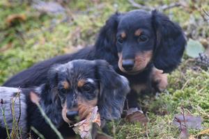 Iza och Izac