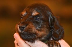 LillBabs 'Babsan' 26 dagar