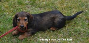 Yodamy's Fox On The Run_2