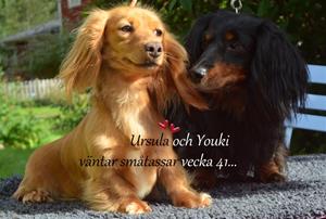 youkiochursula1