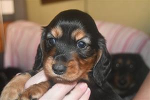 pelle 33 dagar