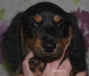 clara 9 v