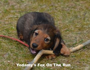 Yodamy's Fox On The Run
