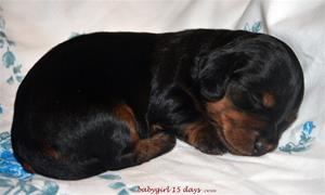 babygirl 15 days