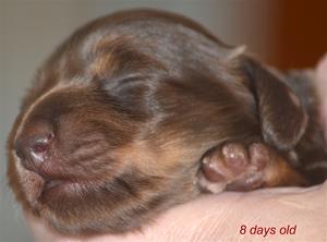 8 dagar gammal baby