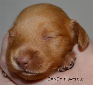 DANDY 11 DAYS