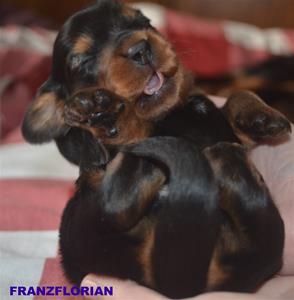 FRANZFLORIAN
