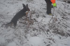 spårskogen 19 januari 2015 228