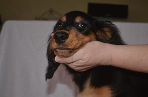 Beppe
