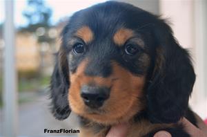 franzflori