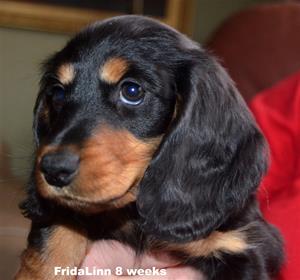 fridalinn 8 v