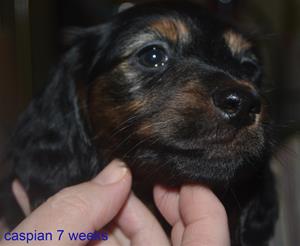 caspian 7 weeks