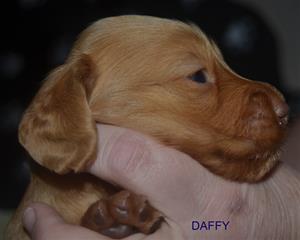 DAFFY