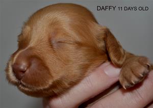 DAFFY 11 DAGAR