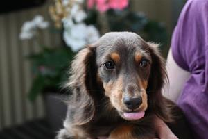 ebba räcker ut tungan