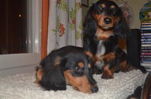 anzi o beppe