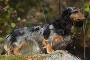 agnes diva