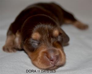DORA 11 DAYS OLD