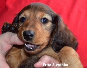 Fritz 8 v