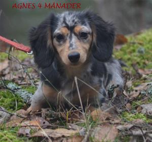 AGNES 4 MÅN