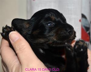 CLARA 15 DAGAR