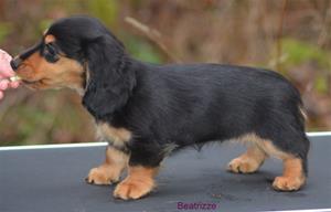 beatr