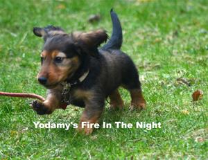 Yodamy's Fire In The Night_8