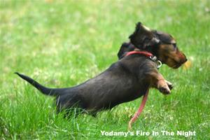 Yodamy's Fire In The Night_6